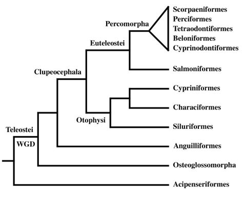fish family|Taxonomy .